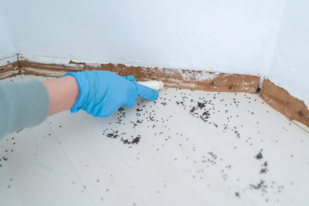 Pest Control Cost in Bronx, NY